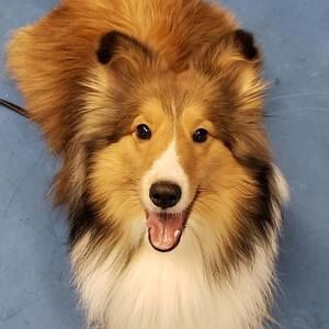 Happy Posher - Diane Patterson